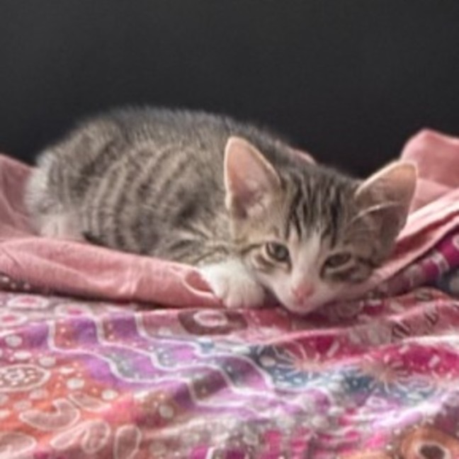 Photo of Stripey   8 Week Old Domestic Shorthair