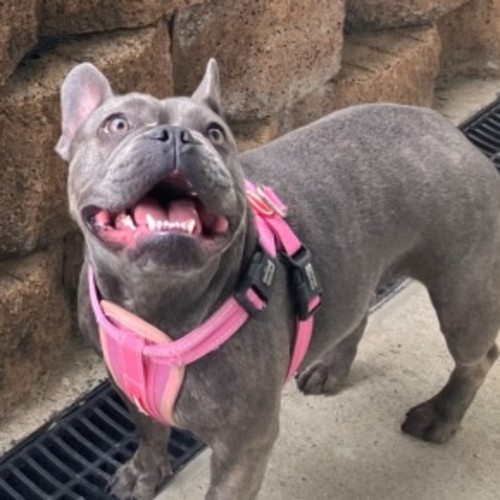 Coco - French Bulldog