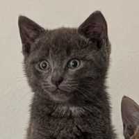 Photo of Jinkx Meowsoon