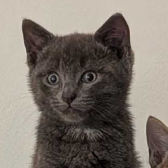 Photo of Jinkx Meowsoon