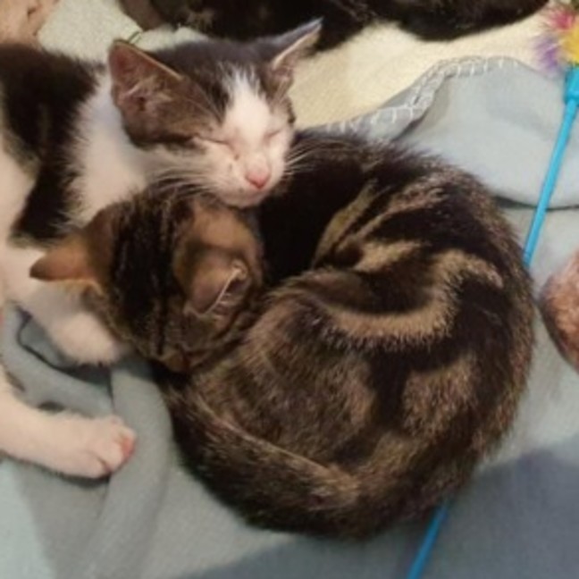 Photo of Finnick ** 2nd Chance Cat Rescue **