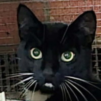 Photo of Cutiepie **2nd Chance Cat Rescue **