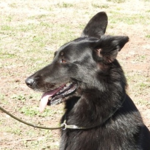 Indi - German Shepherd Dog