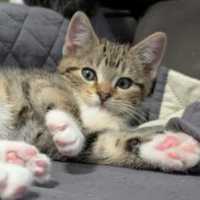 Photo of Floyd^^Dandy Cat Rescue^^