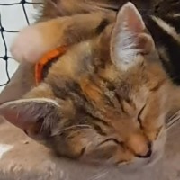 Photo of Maxie  **2nd Chance Cat Rescue**