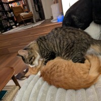 Photo of Haku & Toto