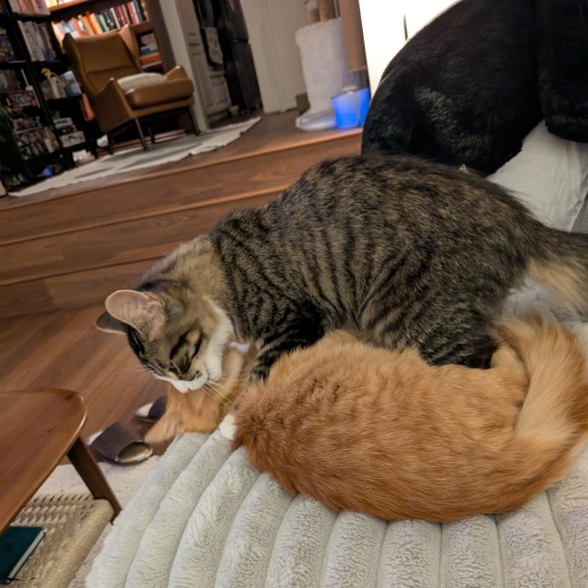Photo of Haku & Toto