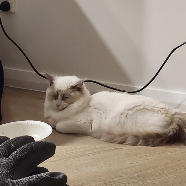 Photo of Shiro