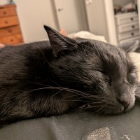 Photo of Nimzo