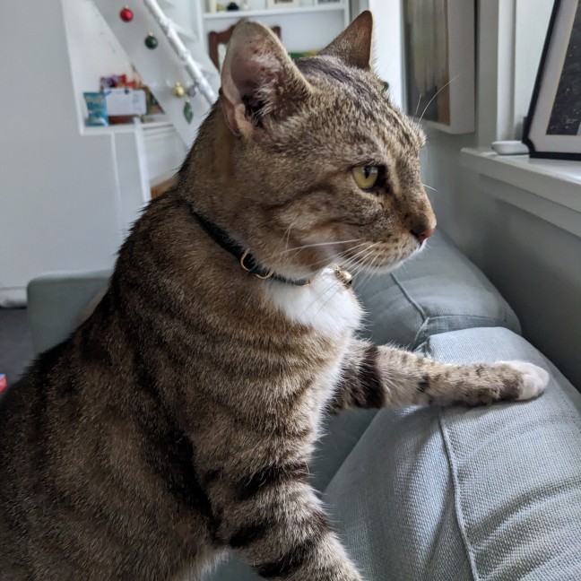 Photo of Goose