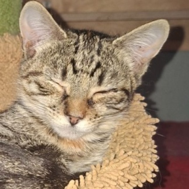 Photo of Derpie