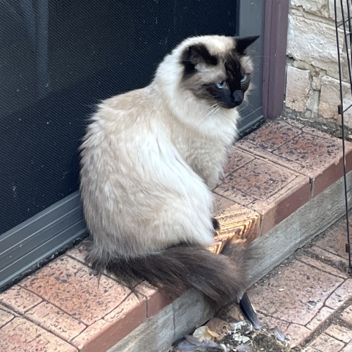 Kayla - Ragdoll Cat
