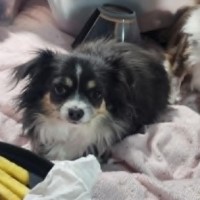 Photo of Lolita
