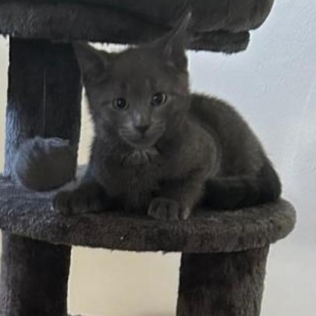 Photo of Jinkx Meowsoon