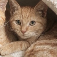 Photo of Pumpkin Pie