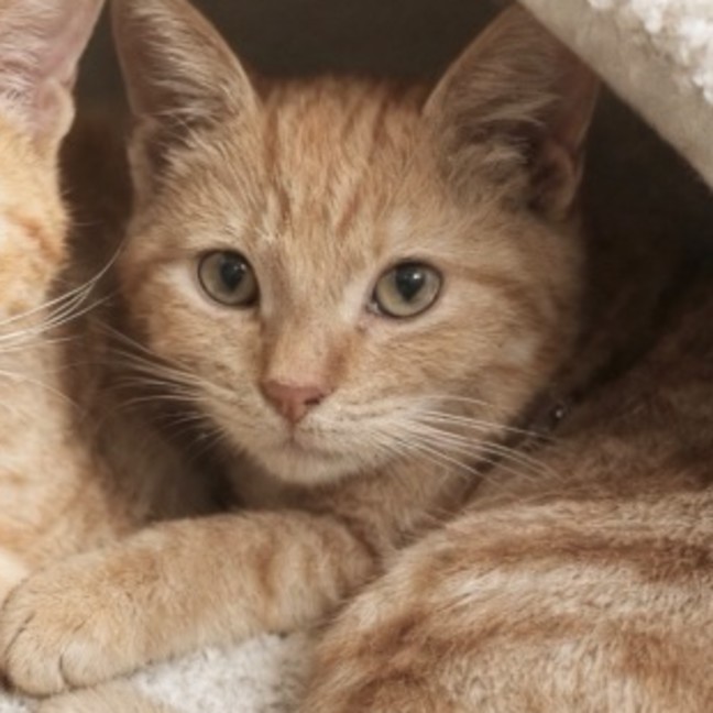 Photo of Pumpkin Pie