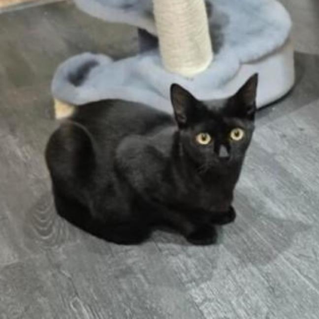 Photo of Zorro