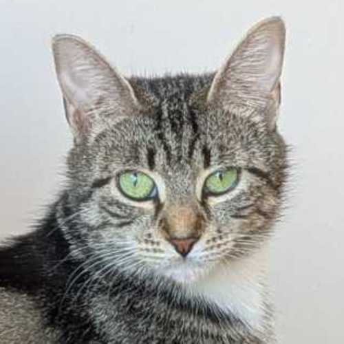 Peaches - Domestic Short Hair (DSH) Cat