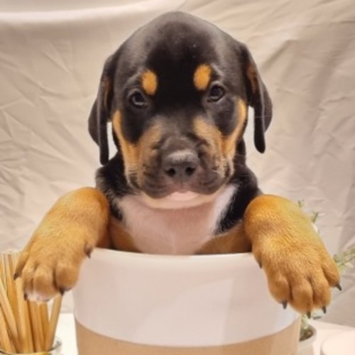 Hoboken - Staffordshire Bull Terrier x Mastiff Dog