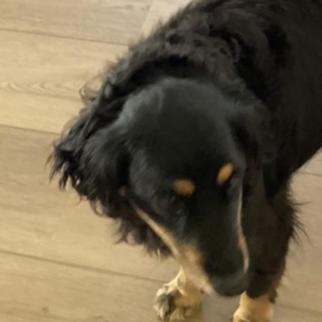 Photo of Daisy