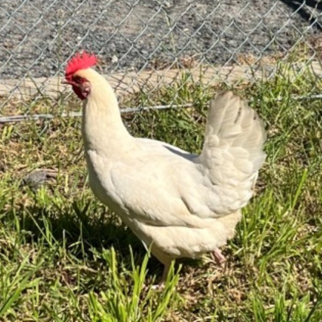 Photo of Pearl 🐔✨