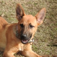 Photo of Nala