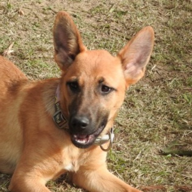 Photo of Nala