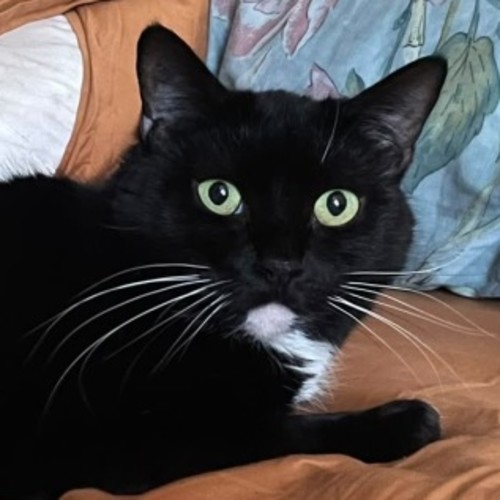 Pudding - Domestic Short Hair (DSH) Cat
