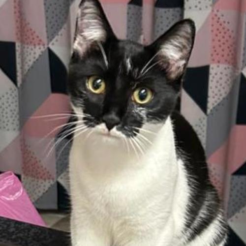 Maisy - Domestic Short Hair (DSH) Cat