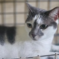 Photo of Mrs Kitty