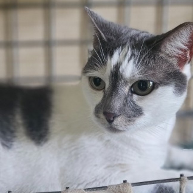 Photo of Mrs Kitty