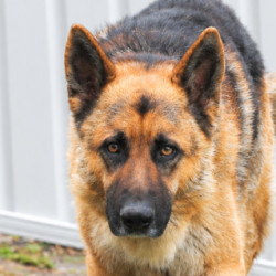 Large Male German Shepherd Dog Dog