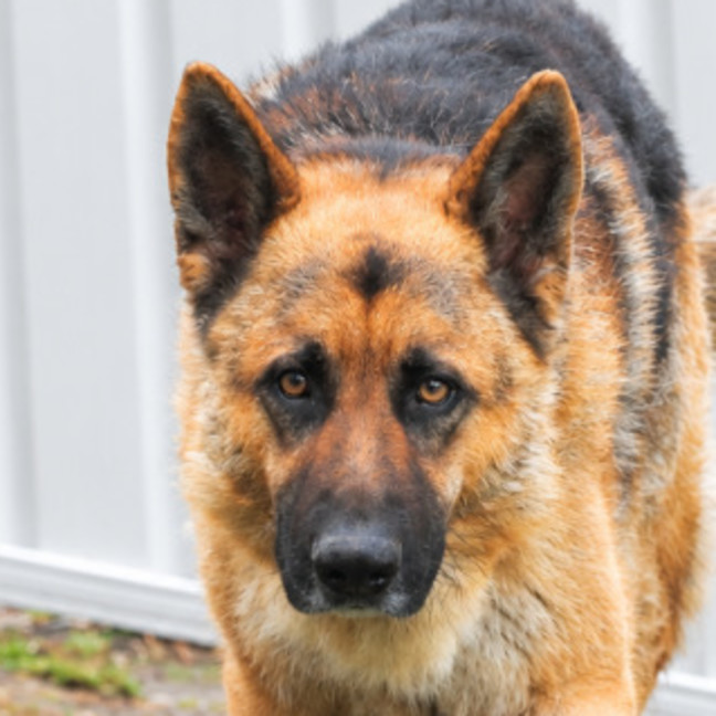 Photo of Zorro