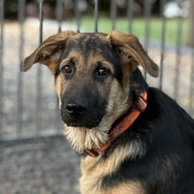 Photo of Fergus 🧡