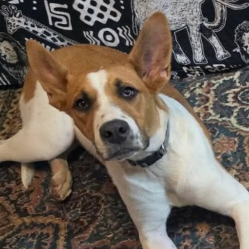 Hollie - Australian Cattle Dog