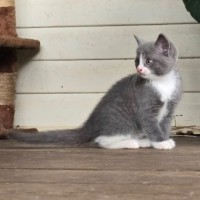 Photo of Tinsel