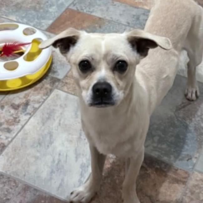 Photo of 🌮 Taco 🌮 