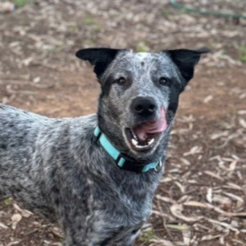 Bandit - Australian Cattle Dog