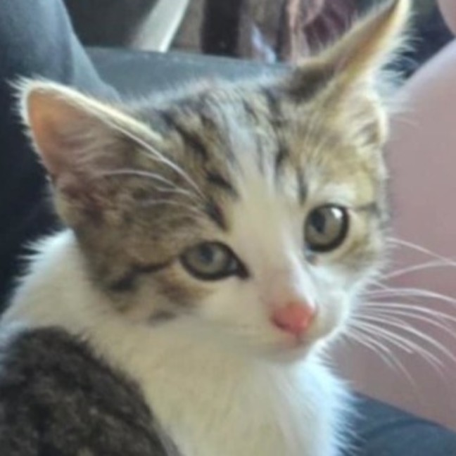 Photo of Purrter Parker ** 2nd Chance Cat Rescue **