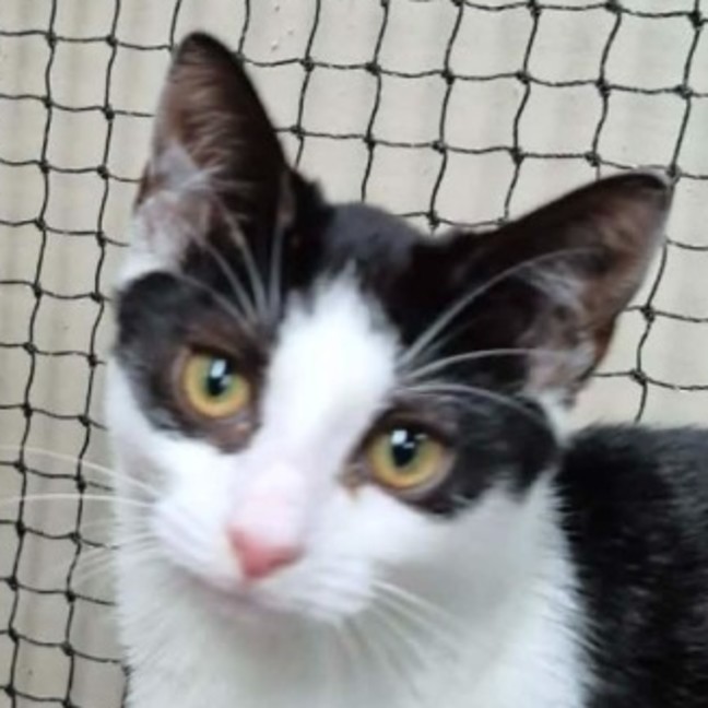 Photo of Roxy ** 2nd Chance Cat Rescue **