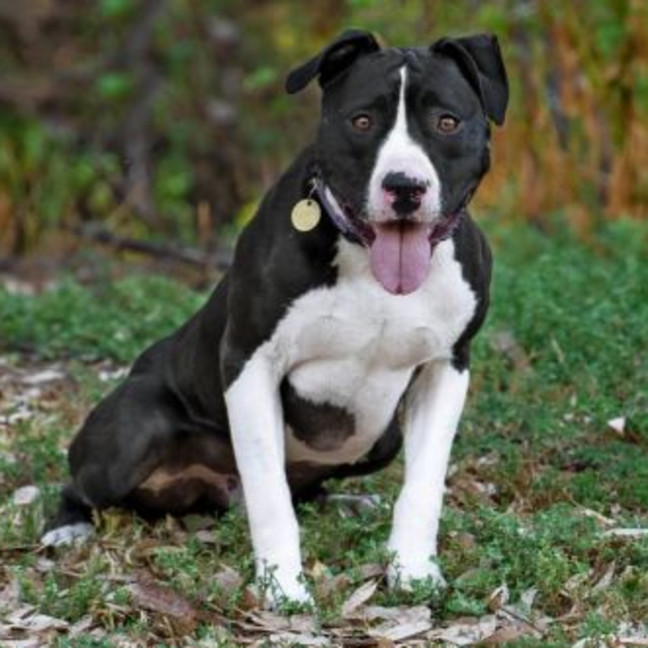 Photo of Dapper