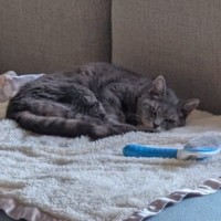 Photo of Dusty
