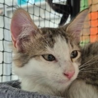 Photo of Jessie ** 2nd Chance Cat Rescue **