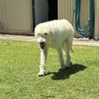 Photo of Falcor