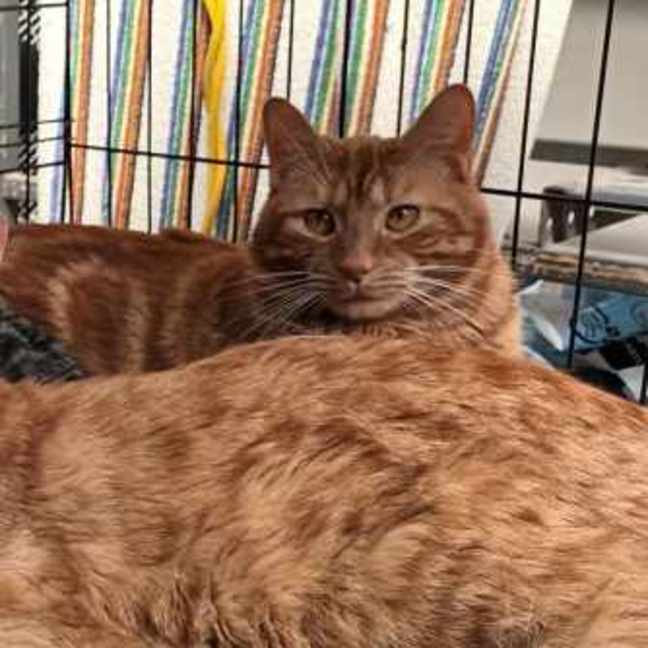 Photo of Bee Gee **2nd Chance Cat Rescue** 