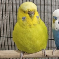 Photo of Chirp Hammet