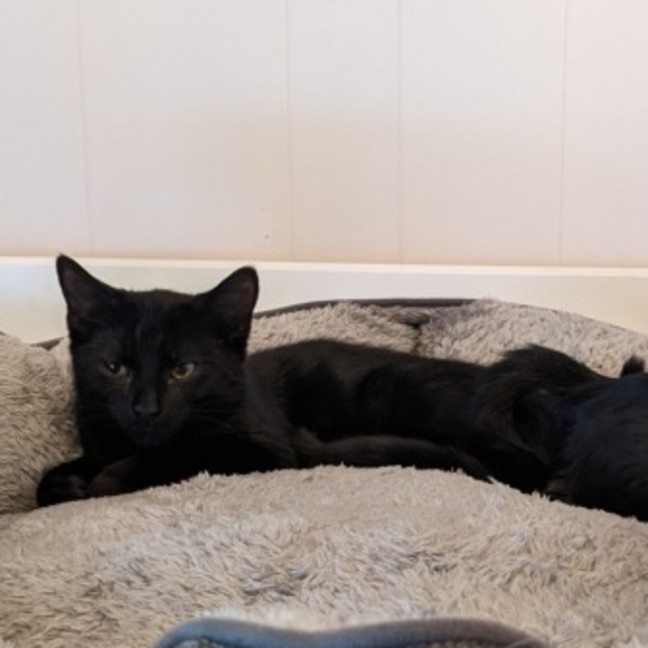 Photo of Nemo (With Kiki)