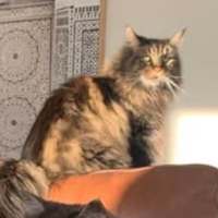 Photo of 💛 Zeppelin 💛