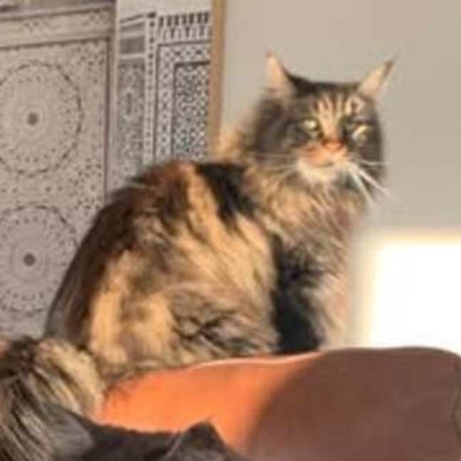 Photo of 💛 Zeppelin 💛