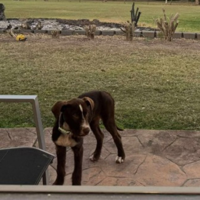 Photo of Sadie